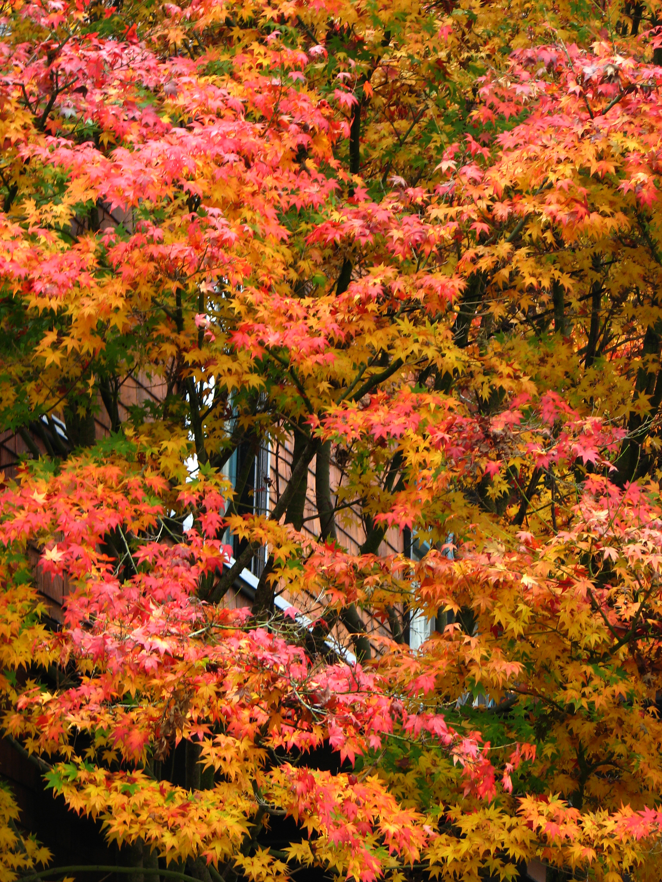 Maple Trees in Fall Colors